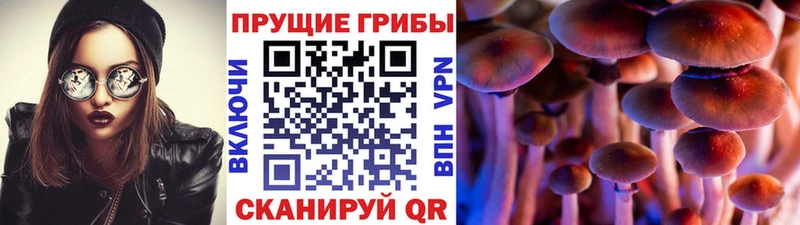 где купить наркоту  нарко площадка клад  Псилоцибиновые грибы прущие грибы  Пустошка 
